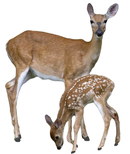 deer_PNG10188