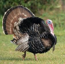 wild turkey photo