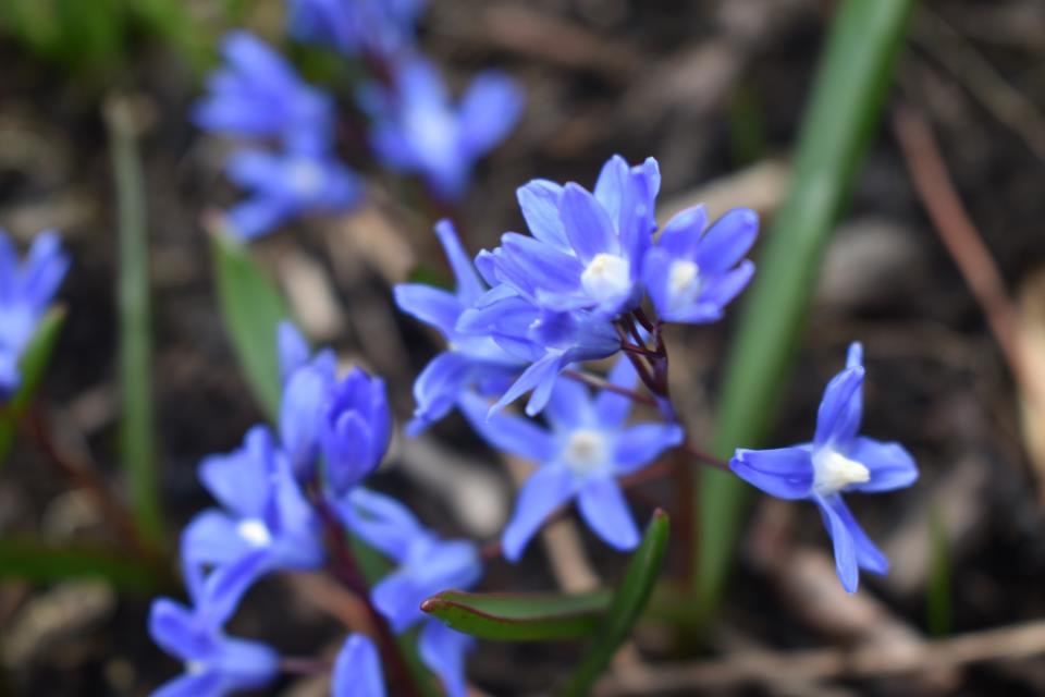 Blue Berry Flower_CP_Chiles