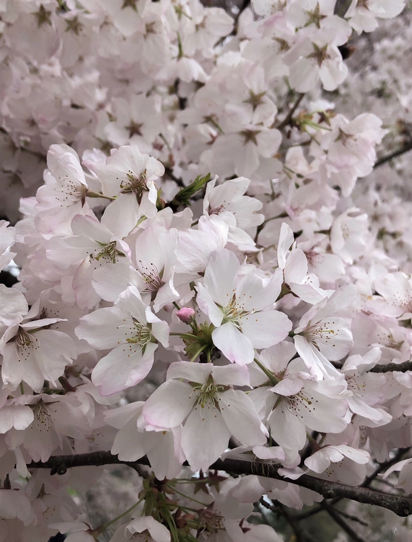 White Blossoms 2_CP_Tuck