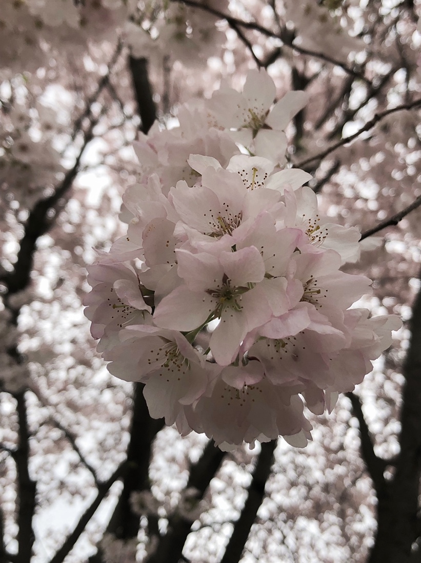 White Blossoms 3_CP_Tuck