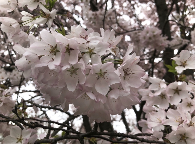 White Blossoms_CP_Tuck