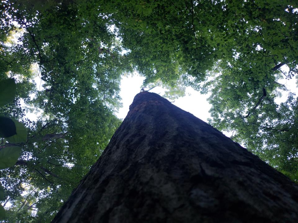 Bunker Hill and Franklin Park Natural Area_BH_JVilluri