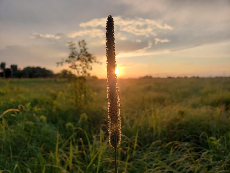 Negri Nepote Grasslands Preserve_NN_JVilluri