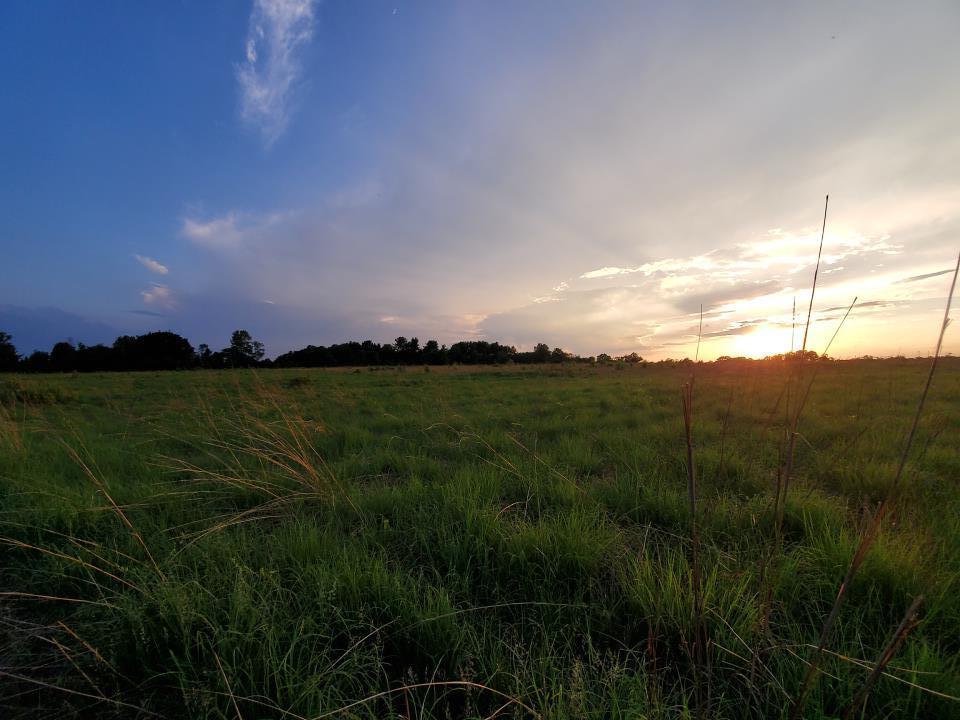 Negri Nepote Grasslands Area_NN_VVilluri