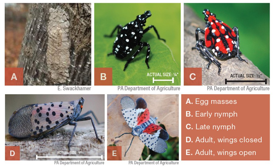 life-stages-of-spotted-lanternfly