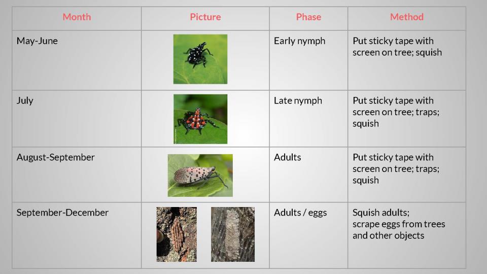 Spotted Lanternflies presentaton_MeganH_062621_Page_26