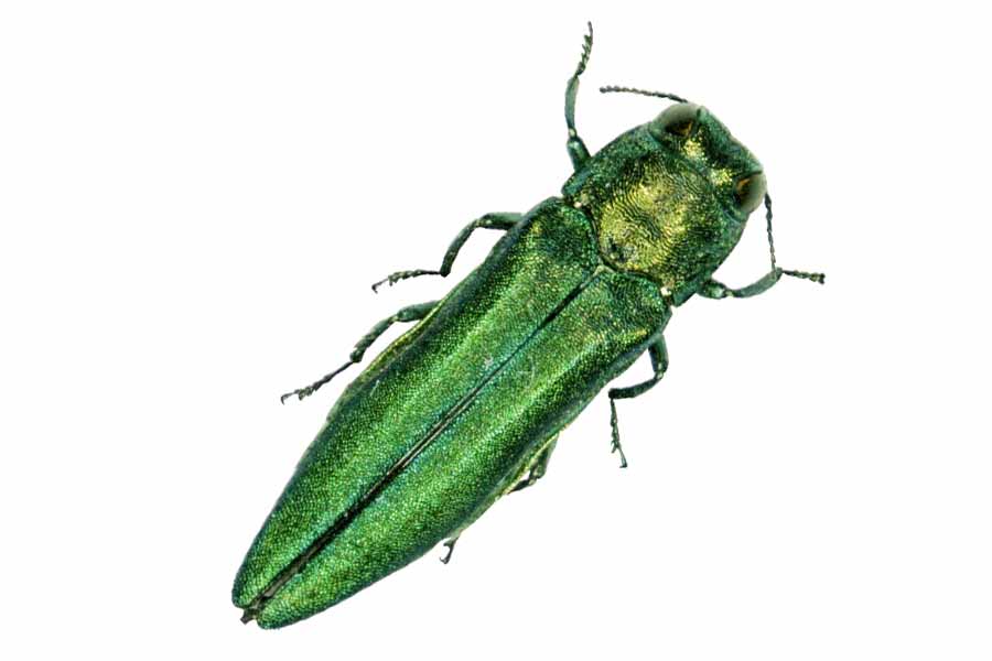 emerald-ash-borer