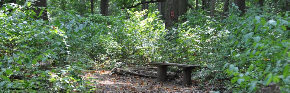 Bunker Hill Natural Area - Collier