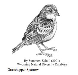 sparrow