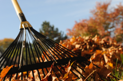 raking-leaves